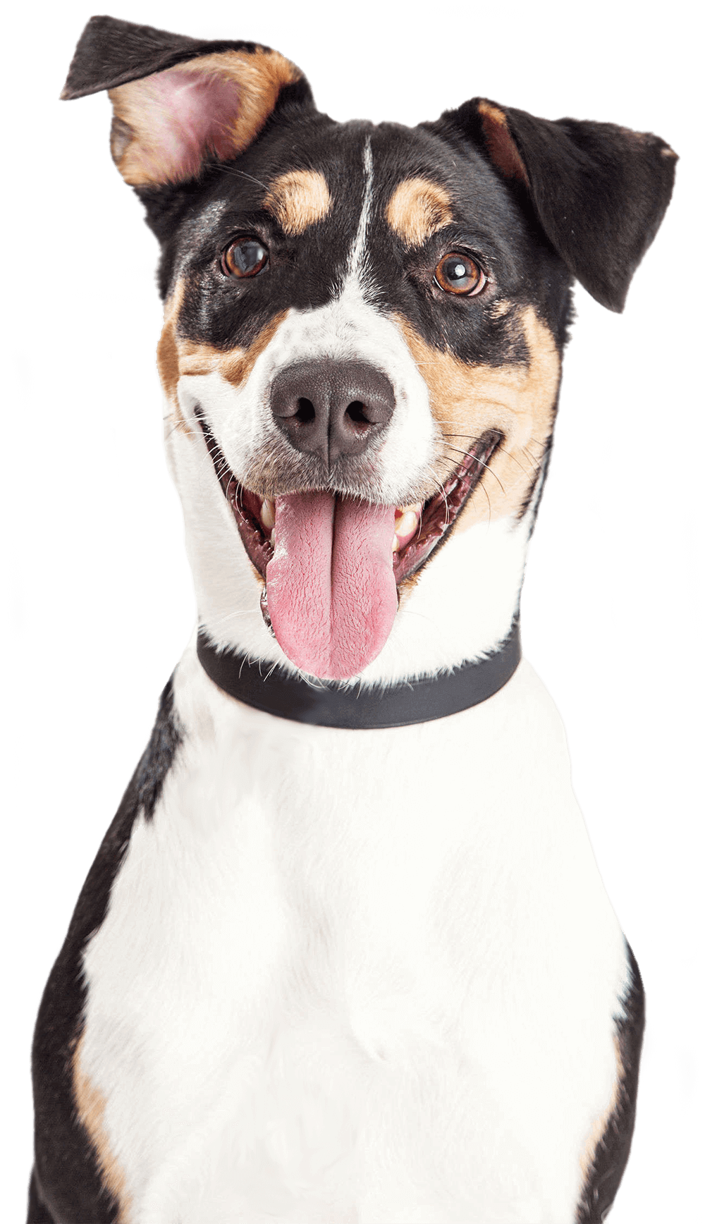 sunny articulos para mascota perro mixto - SUNNY | Artículos para Mascotas